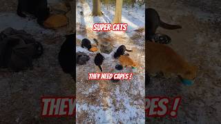 All Cats Present & Accounted For