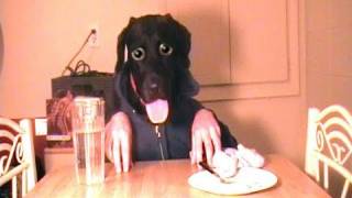 my dinner with shelby