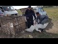 14.10.18 Выставка голубей г Курганинск Ч6  Exhibition pigeons g Kurganinsk CH6