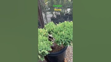 Juniper nana mutation, @bonsaichaunguyen