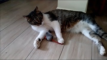 Street Cat That Has Been Adopted Doesn