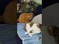 Funny cats fight 🤣#cat#shorts #trending