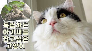 My Cats Want to Hunt Baby Birds in My Backyard by 꼬부기아빠 Human Cat Tree 4,095 views 10 months ago 4 minutes, 10 seconds