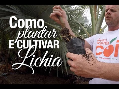 Dicas de como plantar e cultivar Lichia