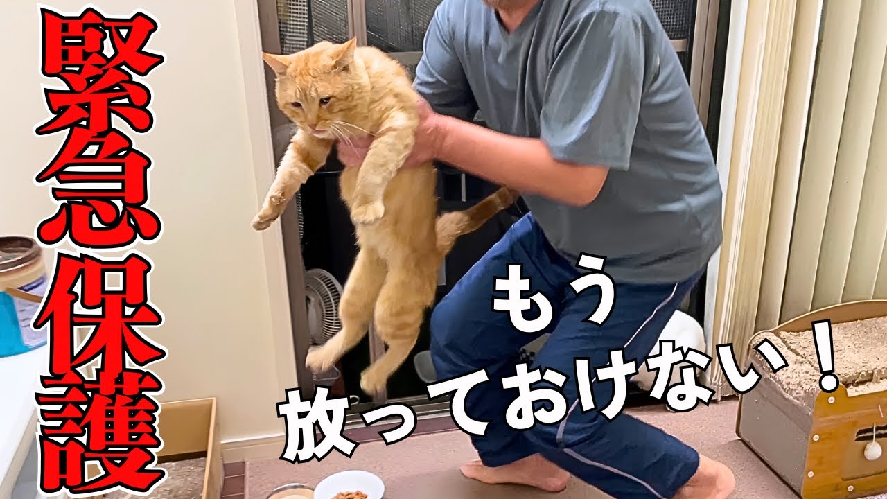 Finally Rescued a Stray Cat with a Huge Personality That Actually