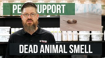 How do I Get Rid of Dead Animal Smells? | Pest Support