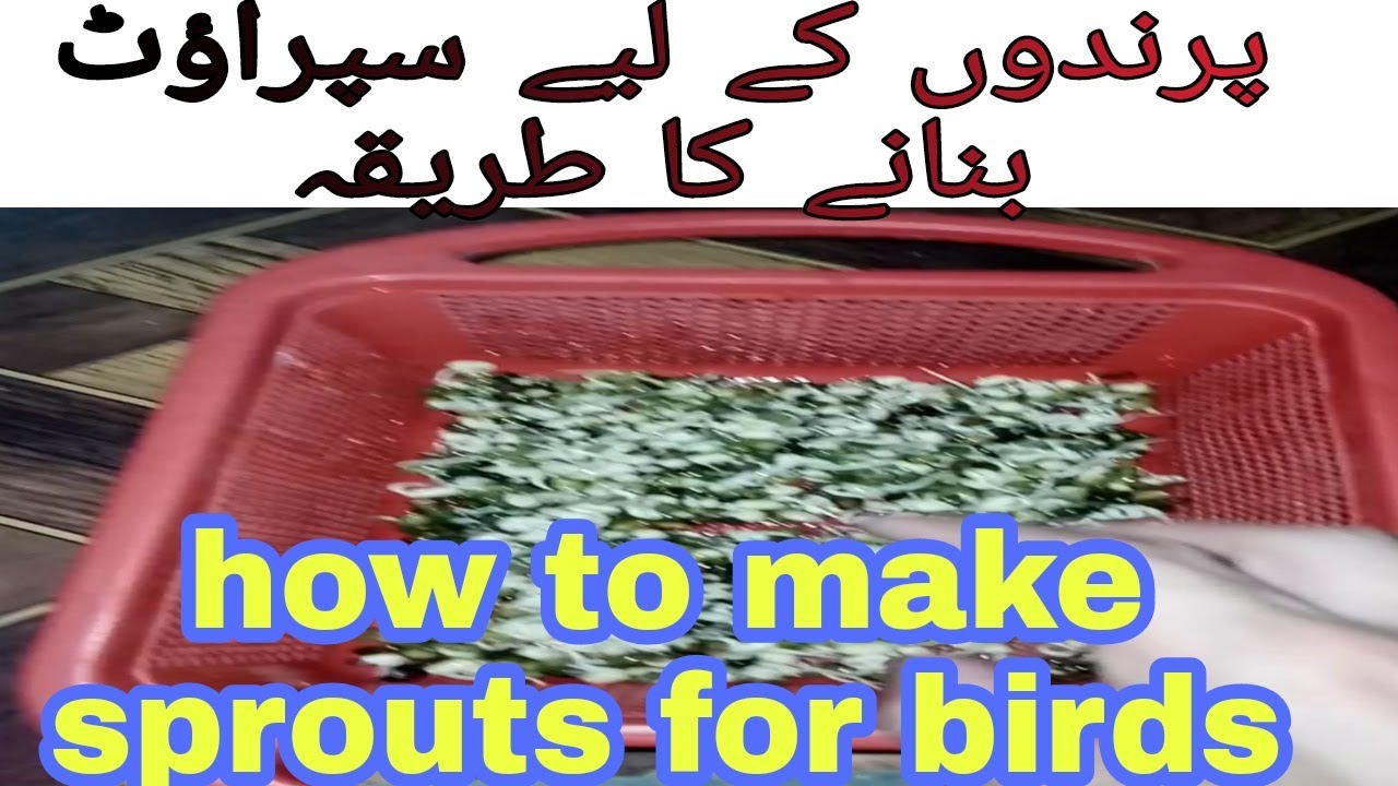 How to make sprouts at home for birds | Grow sprouts seeds for Budgies Parrots Cockatiel finch