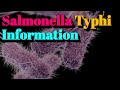 Salmonella Typhi Information (🔬Tier.2 Infectious Disease)