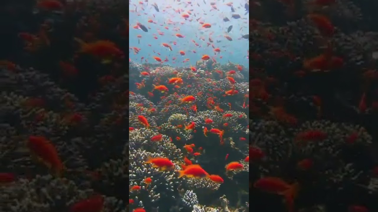 Red Sea fish and coral reef at Blue Hole Dive spot in Dahab