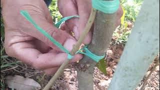 Cara buat cantuman kaki ganda dilapangan/kebun.