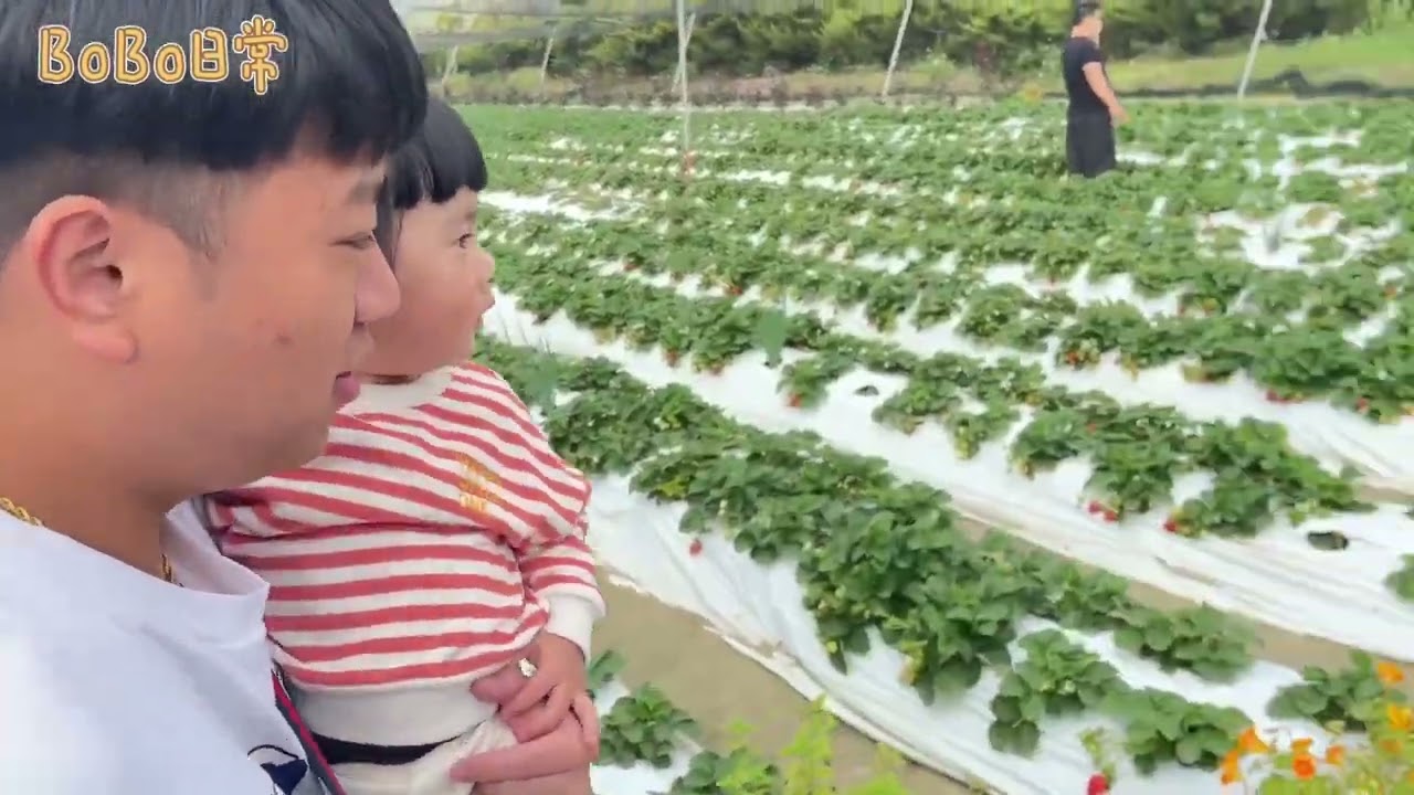 挖掘台南景點 ！台南草莓園🍓又大顆又超甜 🤤 推薦 #田木木草莓農場