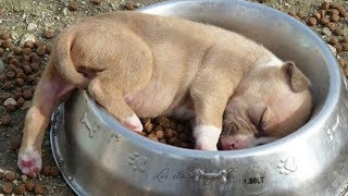 CUTEST Puppies Fall Asleep Everywhere || Funny Babies And Pets