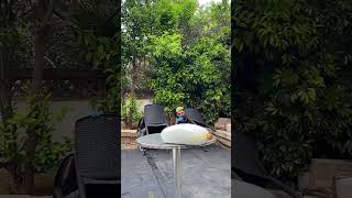 Wait for THIS! 🤯 #shorts