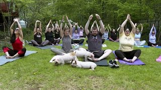 NoComment : yoga avec des chiots ? C'est dépassé - place à yoga avec des porcelets !