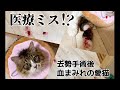 【閲覧注意】去勢手術後 血まみれの愛猫…元野良猫ぽこまるの身に一体何が！？