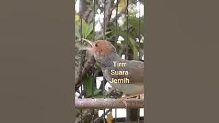 PRENJAK BETINA SUARA JERNIH Shorts#