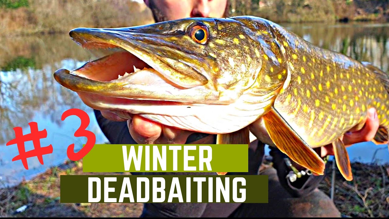 PIKE FISHING - Gravel pit deadbaiting (PART 3: Overdepth float and ...