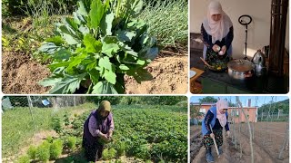 BAHÇEDE YABANİ BU OT VARSA LEZZETİNE DOYUM OLMAZ | Kevser Çekimi Beni Üzdü | Akşam Yemeği Soru Cevap