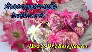 Drying rose petals for decorations ทำดอกกุหลาบแห้งด้วยวิธีธรรมชาติ Ep 51