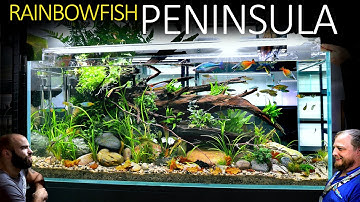 We Built A Realistic Rainbowfish Aquarium: EPIC 4ft Aquascape Tutorial