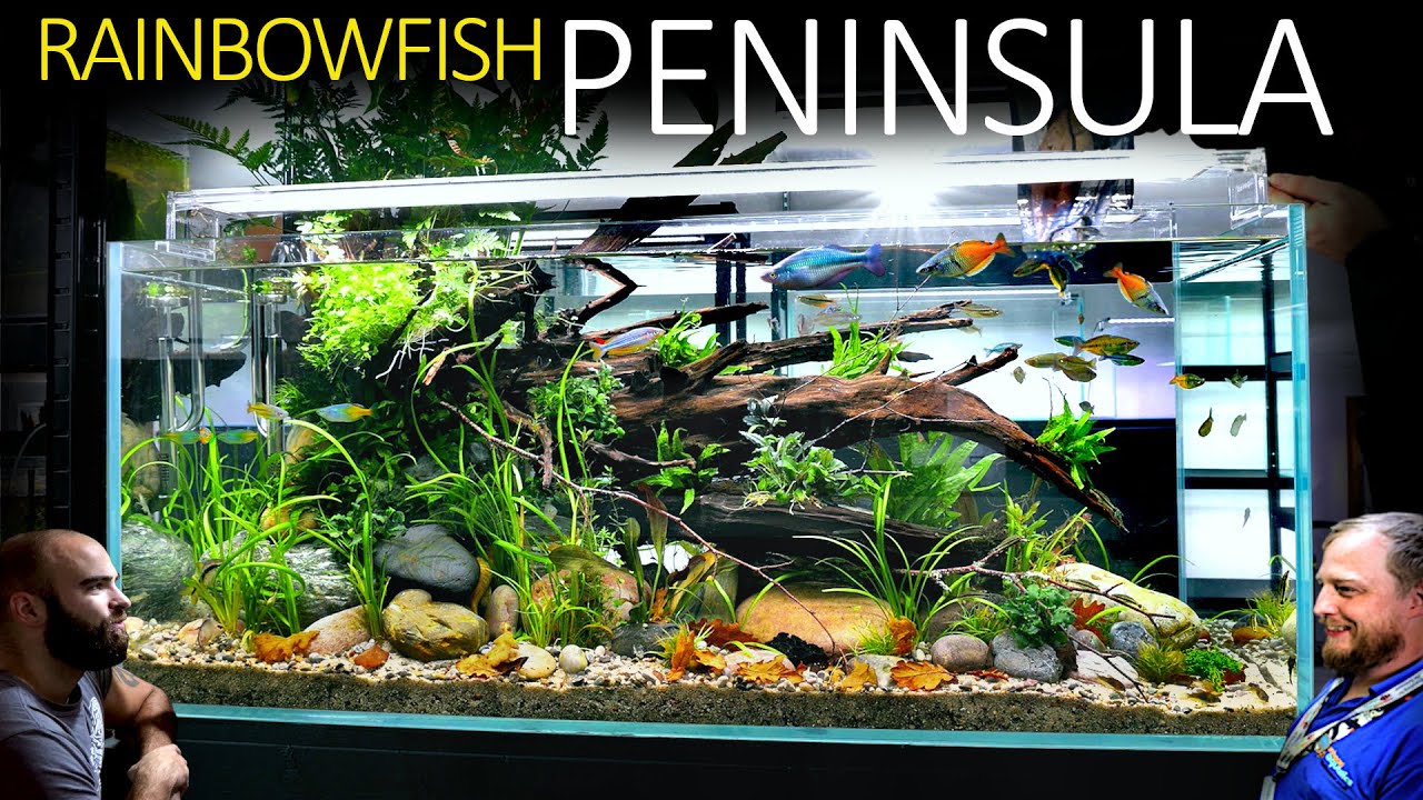 We Built A Realistic Rainbowfish Aquarium: EPIC 4ft Aquascape Tutorial 