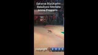 Mevlana'yı Anma Programını Sabote Etmeye Çalışan #Kedi İlahi Adalet Tarafından Çarpıldı :))