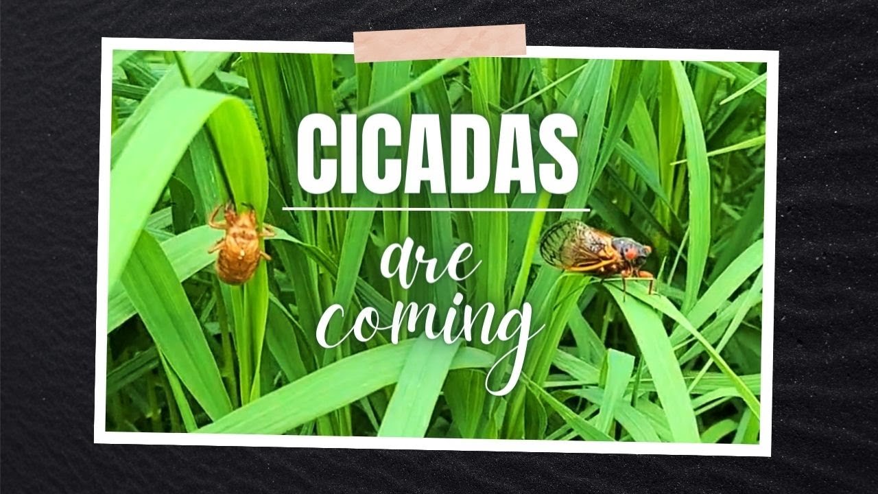 𓆦 𓆦 Cicadas Are Here ¯\_ ( ･_･) _/¯ 𓆦 𓆦