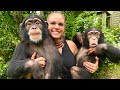 A day in the life of angada and tara the chimp siblings