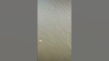 Dính cá ngát trong vuông