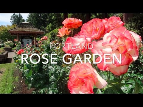 Portland Rose Garden Youtube