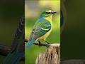 Relaxing Morning Birds Chirping 🌿 | Anxiety &amp; Stress Relief #shorts #shortsfeed
