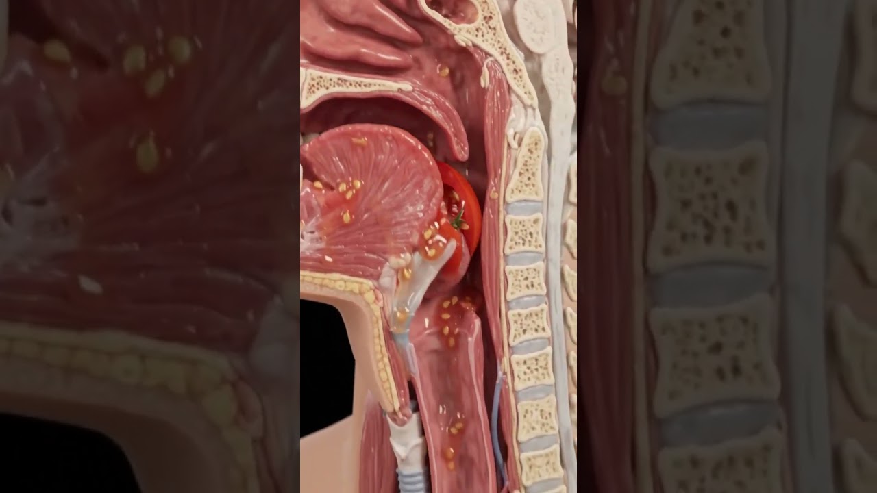 What Happens When You Swallow? Anatomy Explained #health #ayurved #nature #food