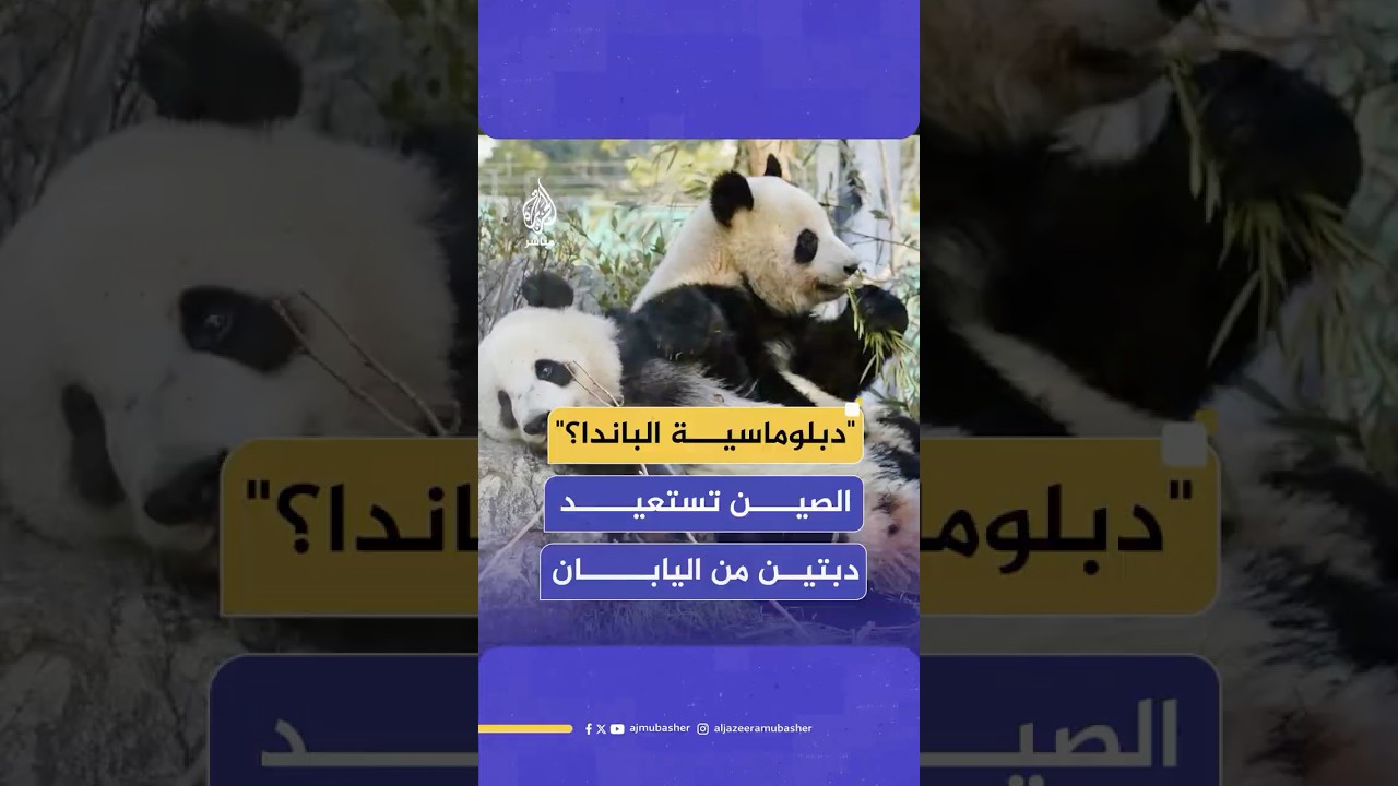 حالة من الحزن تسيطر على زوار حديقة أوينو بعد قرار الصين سحب آخر اثنين من حيوان الباندا العملاقة