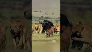 Buffalo Fights for Life Against a Lion Pride
