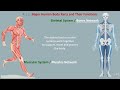Major Human Body | Parts | Functions