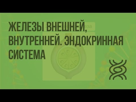 Железы внешней, внутренней и смешанной секреции. Эндокринная система. Видеоурок по биологии 8 класс