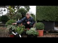 The Importance of Evergreen Plants The Importance of Evergreen Plants