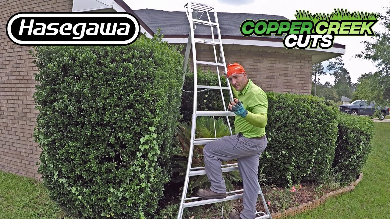 Tall Shrubs Vs. Taller Ladder (Hasegawa Tripod/Orchard/Landscape