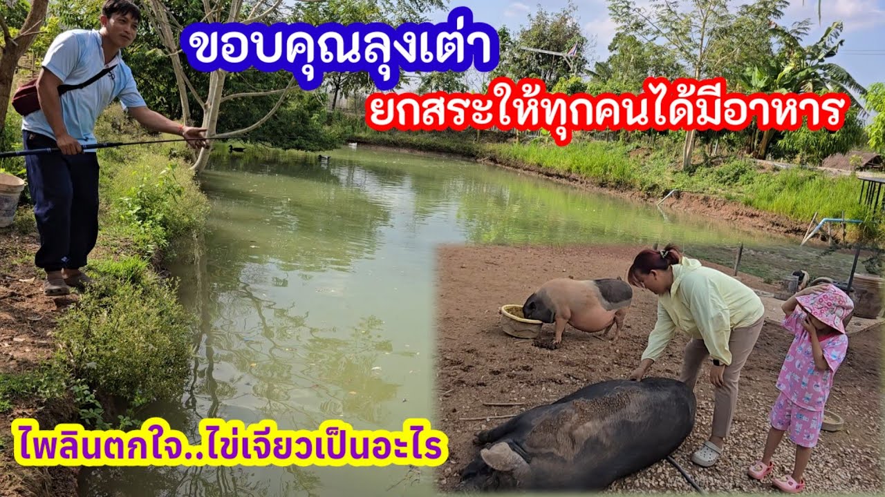 สุดดีใจน้ำตาแทบไหล ลุงเต่ายกสระให้เป็นอาหารทุกคนที่นา ไพลินตกใจเกิดอะไรขึ้นกับไข่เจียว