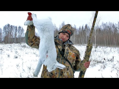 Вытропил беляка в лесу | Охота на зайца в Сибири