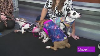 Pets needing a fur-ever home | Great Day SA