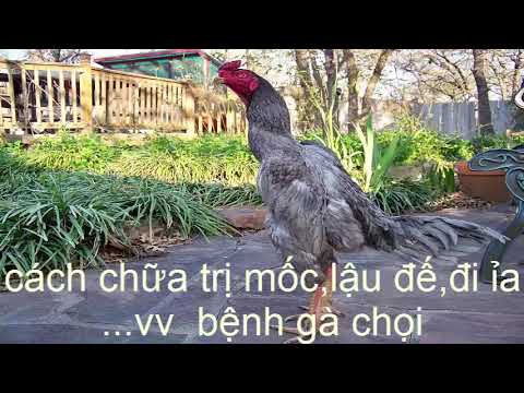 Cách Chữa Bệnh Thường Gặp ở Gà Chọi | Foci