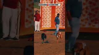 BLACK COBRA V/S TEDDY PINNO GREYHOUND DOG RACE#shortvideo #shorts #greyhound #dograce #youtubeshorts