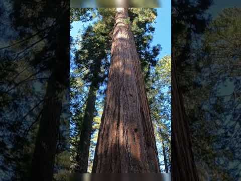 Video: Mejores aplicaciones para visitar el Parque Nacional Yosemite