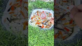 Most Satisfying Fish Scooping Ever! 🐟