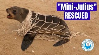 Mini 'Julius' Rescued