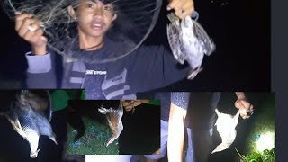 Download Lagu berburu burung sintaran di malam hari MP3 Download Lagu berburu burung sintaran di malam hari MP3