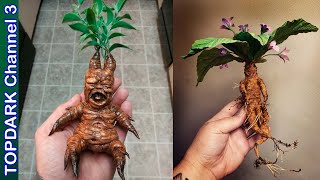 La Mandragora, una Planta Magica