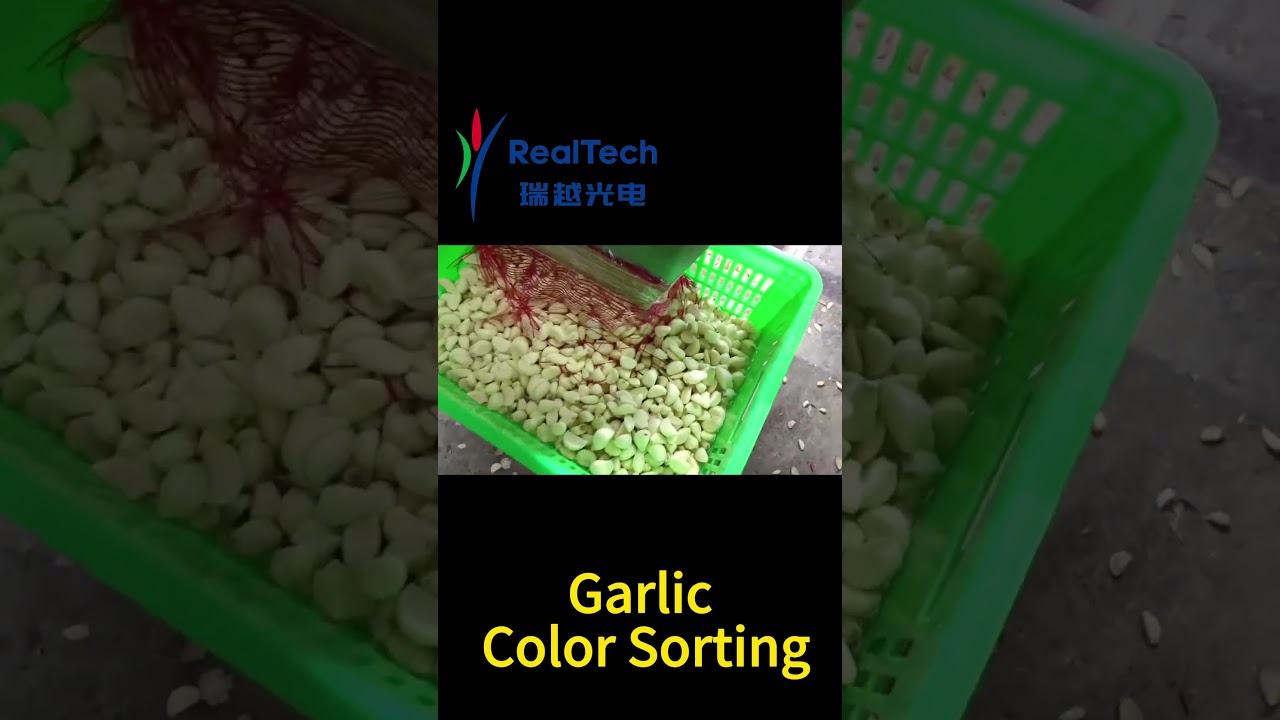 Belt type Color Sorter for Garlic Color Sorting 