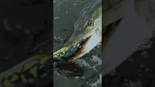 Slow motion! Pike Beast destroying FRAPP lure!